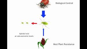 This thesis investigated host plant resistance in field pea and mapped ethiopian farmers‟ knowledge and management practices to control pw. Host Plant Resistance And Biological Control Youtube