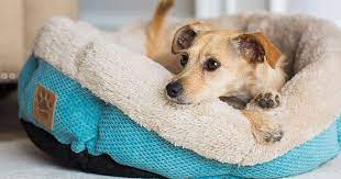 $150 dog accessories (coats, shoes, etc.): 19 Best Dog Beds 2021 The Strategist