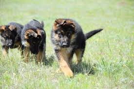 We are currently accepting deposits for our next litters which will be in spring 2021. German Shepherd Long Coats And Standard Coat Puppies For Sale In Colorado Springs Colorado Classified Americanlisted Com