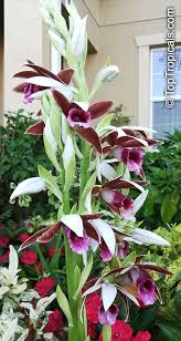 Image result for Phaius