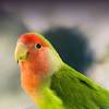 Because they are not super expensive, i would recommend getting a companion bird. 1