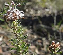Grevillea Buxifolia Subsp Buxifolia Plants Petals Shrubs