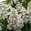 Here are some ideas and suggestions to create your own white garden. 1