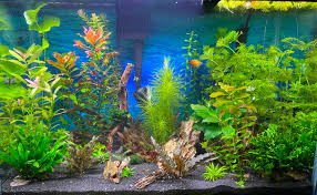 Do you think my tank can handle more chili rasboras? - General Chat -  C.A.R.E.