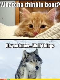 Deep Thinker Funny Cats Funny Funny Animal Memes