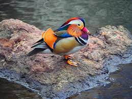 Find images of mandarin duck. Bette Midler S New Kids Book Will Be About The Central Park Mandarin Duck