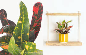 Image result for Croton