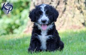 Mom is a red border collie and dad is a black standard poodle. Puppy Finder Find Buy A Dog Today By Using Our Petfinder Bordoodle Puppy Finder Buy A Dog