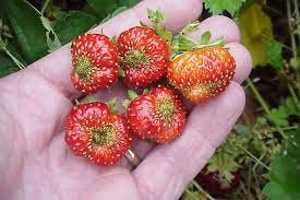 The pan should be large enough to allow you to agitate the strawberries. Tarnished Plant Bugs In Strawberries Door County Pulse