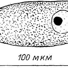 Image result for Lankesteria