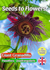 Image result for Passiflora quadrangularis