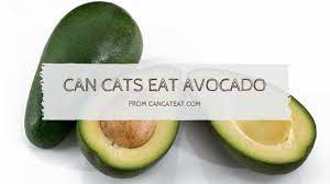 But, despite the rumors, avocado is not poisonous to dogs and cats either. 10 Things About Can Cats Eat Avocados Why It Is Safe For Cats