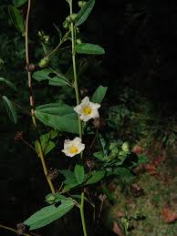 Image result for Sida chrysantha