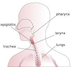 We did not find results for: Throat Simple English Wikipedia The Free Encyclopedia