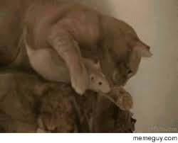 Good cat grumpy job meme. Cat You Had One Job Meme Guy