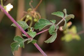 Image result for Cardiospermum corindum