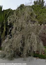 Image result for Acacia luederitzii