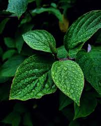 Image result for Lamiaceae