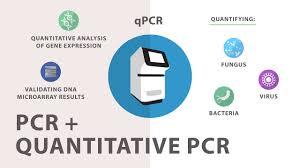 Assay (named aftertaqdna polymerase) was one of the earliest methods introduced for real time pcr reaction monitoring and has been widely adopted for both the quantification of mrnas and for. Real Time Quantitative Pcr In Industry