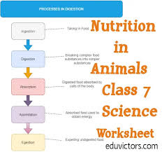 You need to pay close attention to every little detail and find the exact nook and cranny that each detail falls into. Cbse Papers Questions Answers Mcq Cbse Class 7 Science Chapter 2 Nutrition In Animals Worksheet Eduvictors Class7science