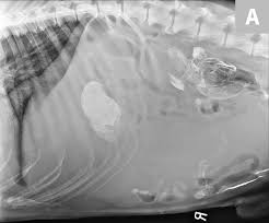 Chronic weakness, lack of appetite, weight loss), abdominal swelling, collapse and acute death if the tumor ruptures and bleeds internally. Top 5 Causes Of Splenomegaly In Dogs Clinician S Brief