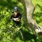 Pruning with Prescriptive Perspectives