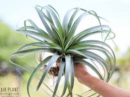 Image result for Trichilia capitata