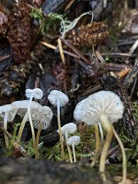 Image result for Strobilurus conigenoides