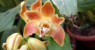 Image result for Cavacoa aurea