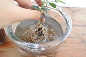 100均のミニ観葉植物で寄せ植えをしてみよう lovegreen ラブグリーン ミニ観葉植物 観葉植物 寄せ植え