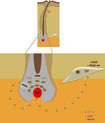 In this post, i'll discuss the structure of the hair follicle and the functions of the. Extracellular Vesicles From Activated Dermal Fibroblasts Stimulate Hair Follicle Growth Through Dermal Papilla Secreted Norrin Stem Cells X Mol