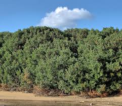 Image result for Pistacia