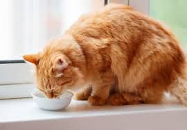 Different type of treatment for bladder cancer is covered in this article. Symptoms Of Kidney Failure In Cats Huntersville Vet Lakecross Veterinary Hospital