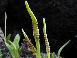 Image result for Ophioglossum thomasii