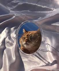 The Adventures Of Peach In The Mirror Fonpoo Cats Catlover Catlife Cutecats Cat Aesthetic Cute Cats Cute Animals