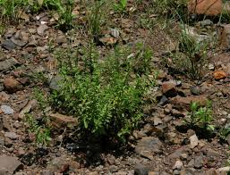 Image result for Endostemon tereticaulis