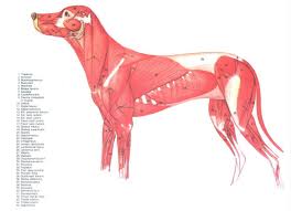 Canine Muscles Dog Anatomy Animal Anatomy Anatomy