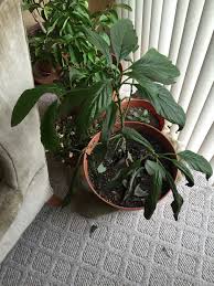 Brown tips on avocado leaves. Avocado Leaves Curling Up Helpfulgardener Com