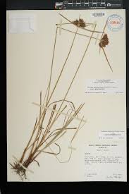 Image result for Pycreus polystachyos