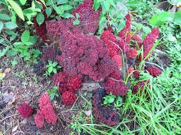 Image result for Sarcophyte