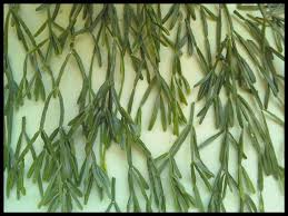 Image result for cactus cuttings