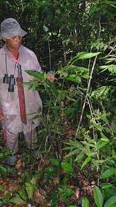 Image result for Olyra latifolia