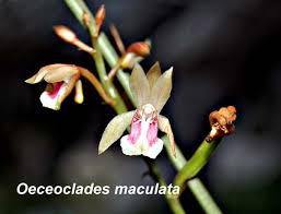 Image result for Oeceoclades maculata