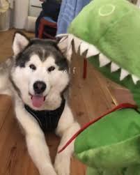 They Got Me A New Toy From Ikea Or So Thought But Apparently It Can Talk Havent Decided Whether I Like It Or Not Edda The Wolf T Husky Pawsome New Toys