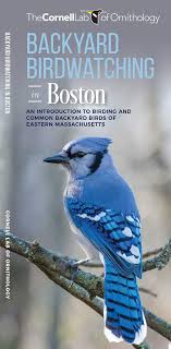 At other times it moves about boldly in the open, jerking its long tail expressively. Backyard Birdwatching In Boston An Introduction To Birding And Common Backyard Birds Of Eastern Massachusetts Wildlife And Nature Identification Waterford Press The Cornell Lab Of Ornithology Fernandes Pedro 9781620053553 Amazon Com Books