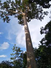 The life and times of nemophilist …. National Park Taman Negara Kuala Tahan Page 3 Of 9 Taman Negara Malaysia