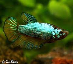 Giant halfmoon plakat betta female. Premium Female Wysiwyg Unique Halfmoon Betta Fish