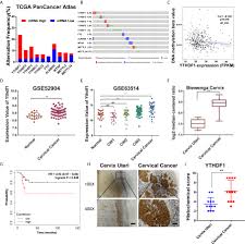 Uterine cancers are usually not so symptomatic, so they tend to be fairly progressed if you don't take the small signs seriously. Frontiers Ythdf1 Aggravates The Progression Of Cervical Cancer Through M6a Mediated Up Regulation Of Ranbp2 Oncology