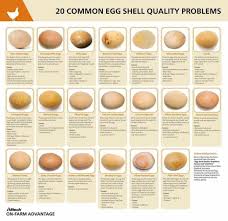 Bird Eggs With Brown Spots On Shell Chicken Eggs In 2020 Chicken Eggs Problems Backyard Chickens Eggs Chicken Coop Signs