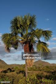 Image result for Chironia flexuosa